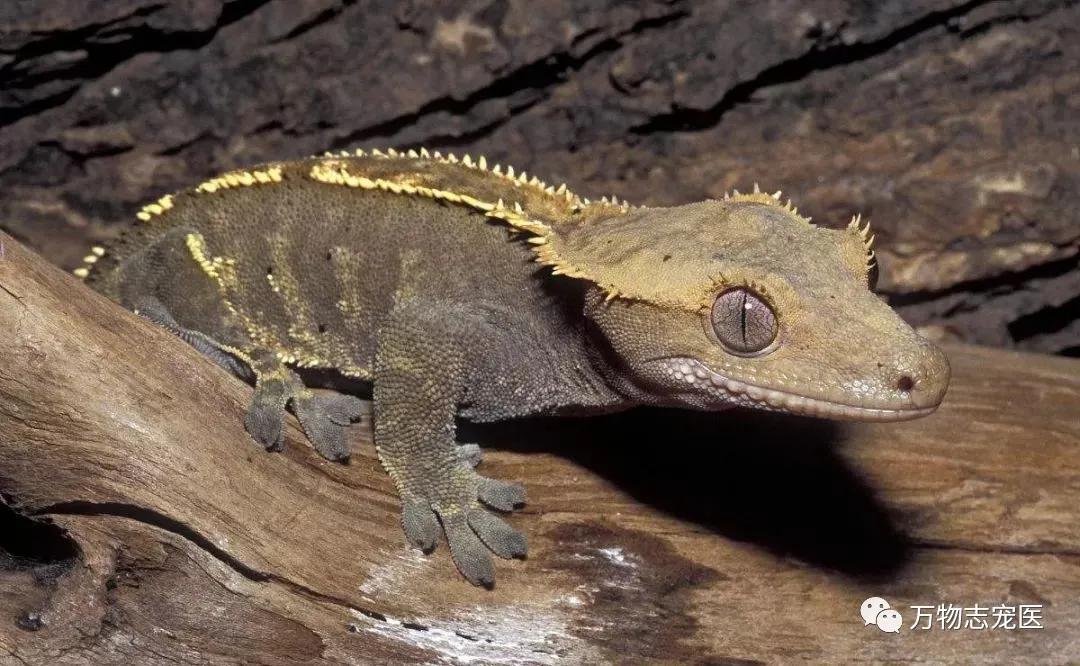 守宫幼体饲养入门常识,新宠到家怎么养