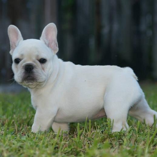 新疆发现名贵品种狗,世界上最好看的10种狗动物