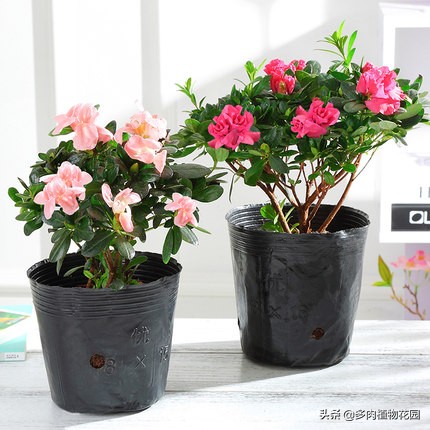 杜鹃花有花苞不开花是怎么回事,杜鹃花有花苞不开花怎么办