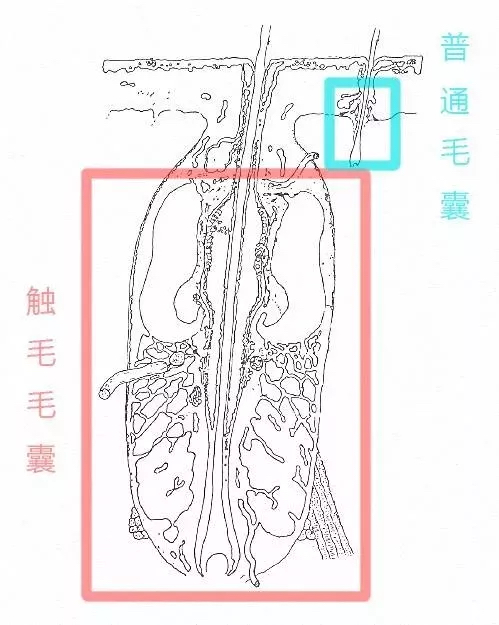 拽猫尾巴会死吗,猫为什么不能抓猫尾巴
