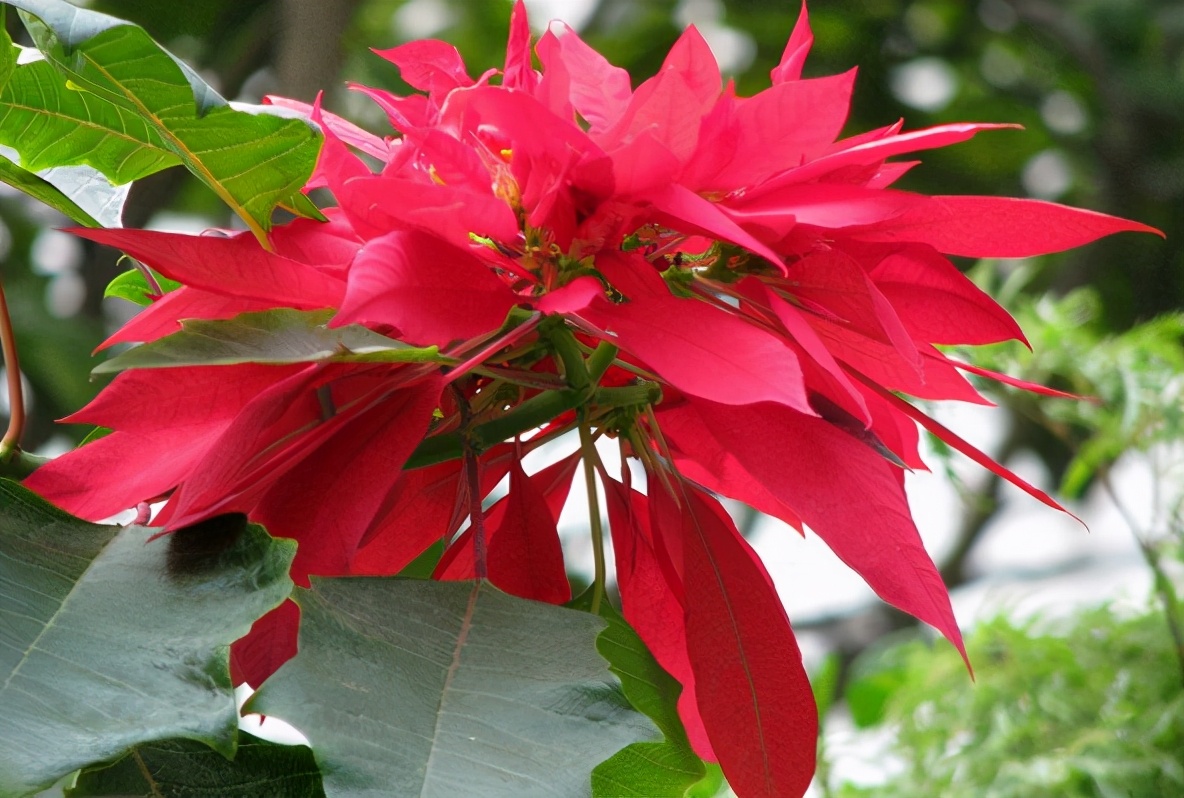 室内养花的小技巧和方法,室内养花技巧和注意事项