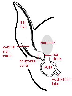 猫咪耳朵听不到了怎么治疗,猫咪耳朵听不见是什么样子