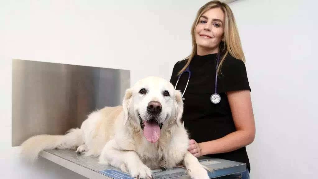 狗狗呕吐怎么办别慌教你轻松解决,狗狗呕吐怎么办最简单的方法