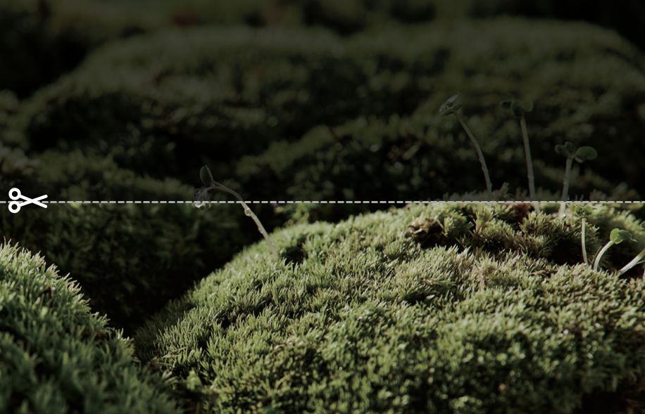 不会ppt模板怎么办,不会拍图片怎么办