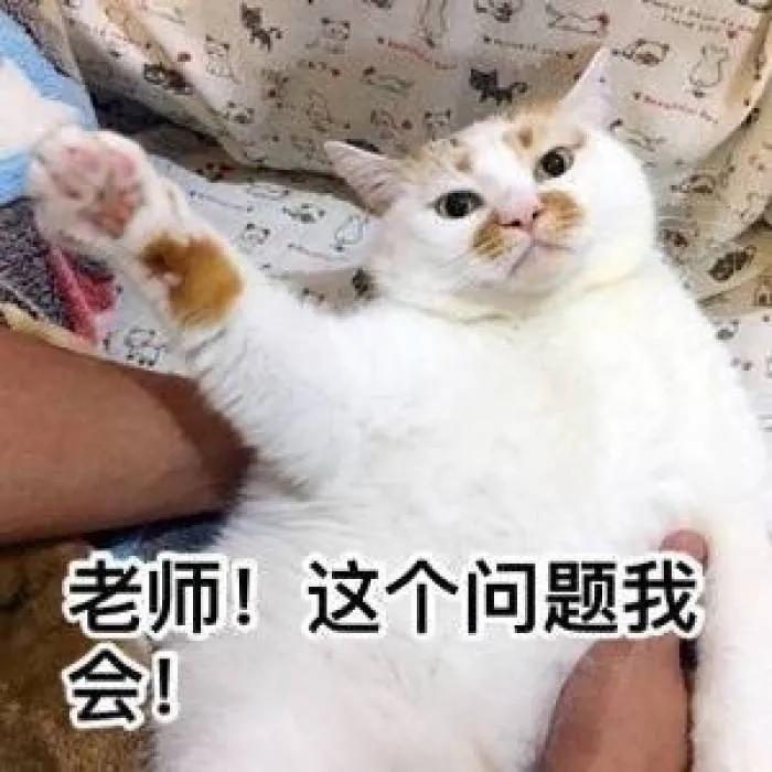 春节回家家里的猫咪怎么办,春节期间猫咪留守怎么办