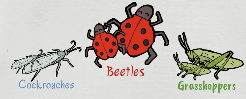 关于动物的英语单词100个带图片,英语常用词汇整理