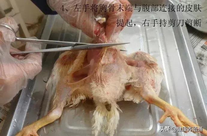 家禽与家禽解剖的不同点,家禽疾病诊断及解剖步骤