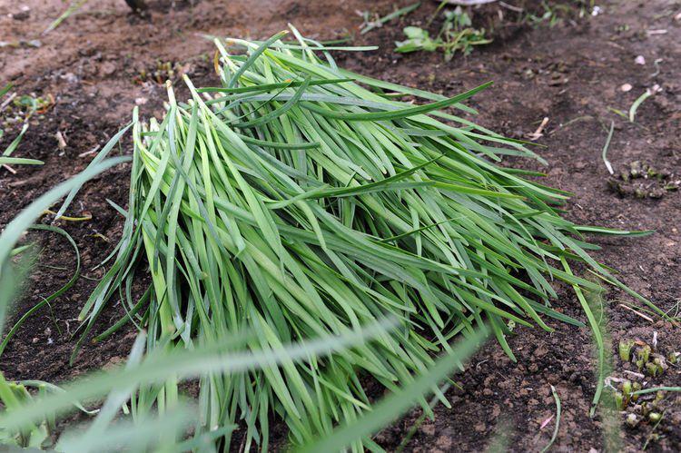 韭菜防治根蛆的最佳方法,韭菜越长越黄是怎么回事