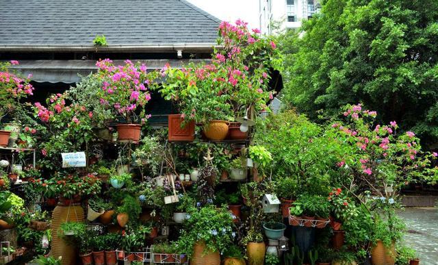 家中植物不开花用营养土可以吗,营养土哪种最好养