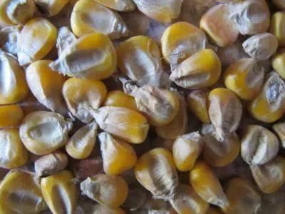 真菌毒素检测仪检测黄曲霉毒素,黄曲霉毒素用elisa检测