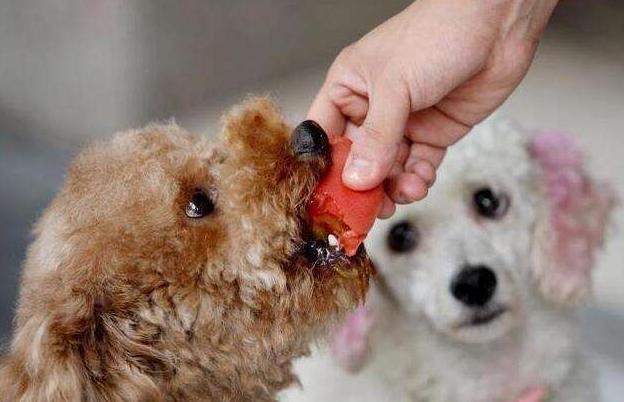 泰迪犬这几个行为就是在向你报恩,泰迪有这6种行为说明已经爱上你