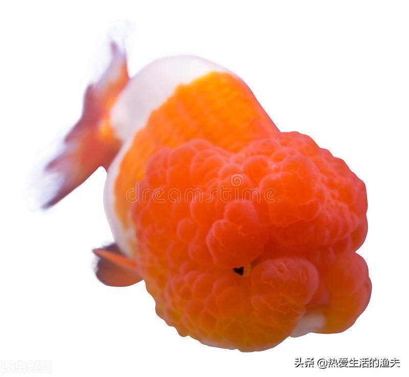 为什么买回来的金鱼活不了多久,为啥买回来的金鱼不生小鱼