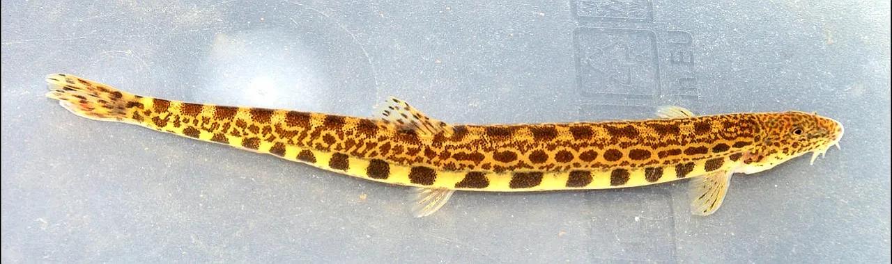 野生泥鳅品种图片大全大图,最大的泥鳅图片大全