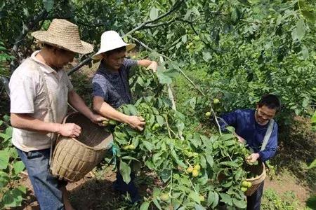 春天怎么预防核桃树内害虫,核桃树食心虫防治方法