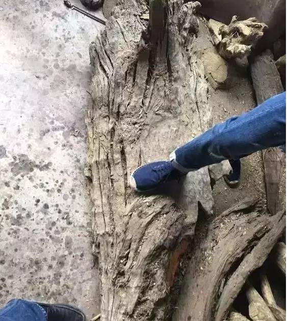 四川出土金丝楠阴沉木,金丝楠阴沉木出土现场