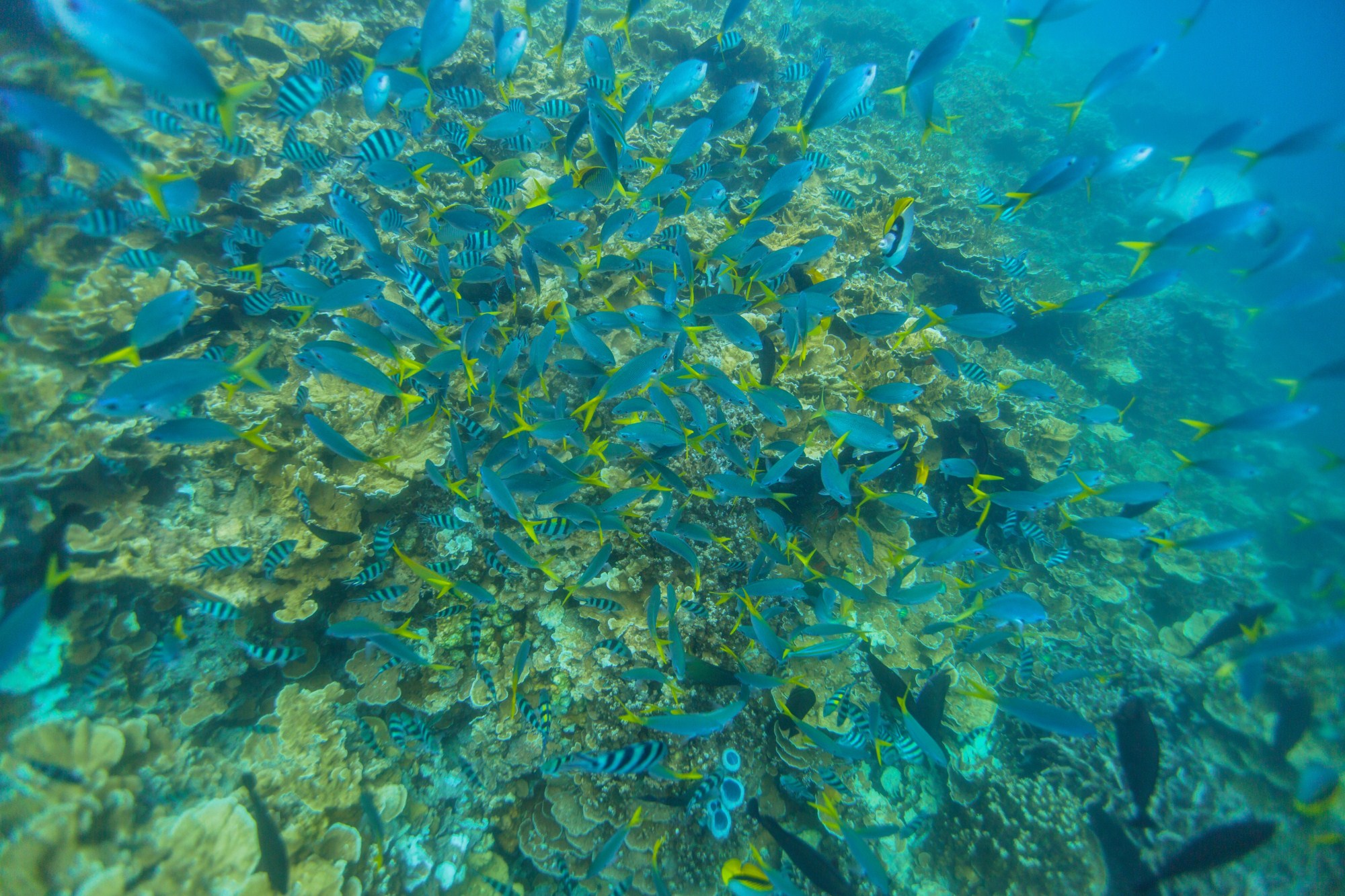 一定是特别的缘分——帕劳,再遇见「周若雪Patty」·上