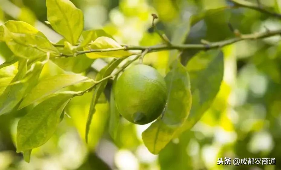 柠檬树常见病虫及治疗,柠檬树叶子的病虫害防治