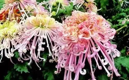 河南城市的市花有哪些花,全国56市市花图片