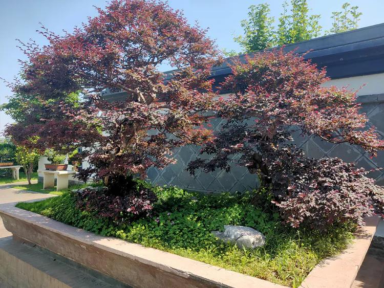 曾作为禁地，与外界隔绝二百六十多年的“玄武湖”，今日锣鼓喧天