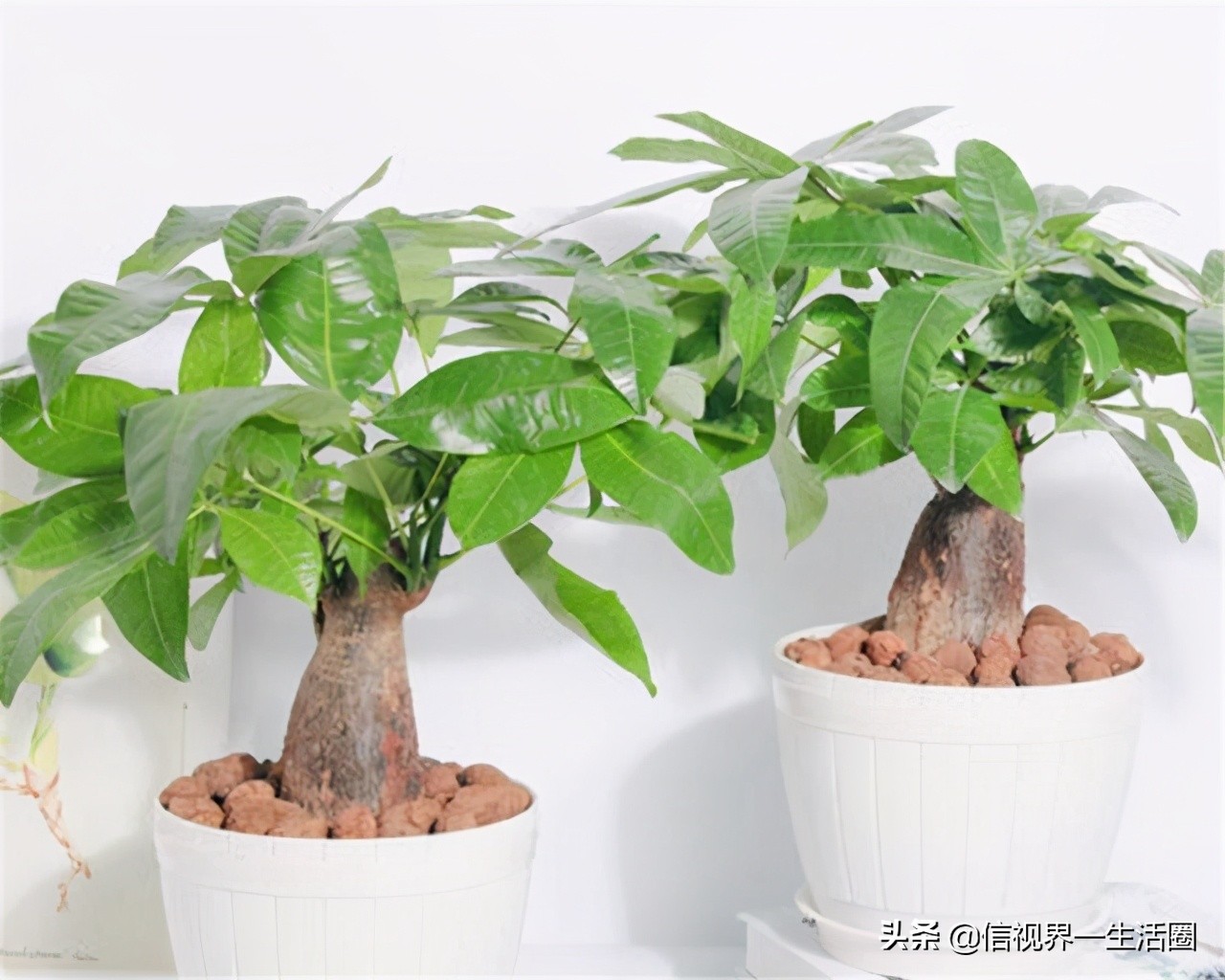 怎样配制花卉育苗用的营养土,果树花卉营养土的配制方法