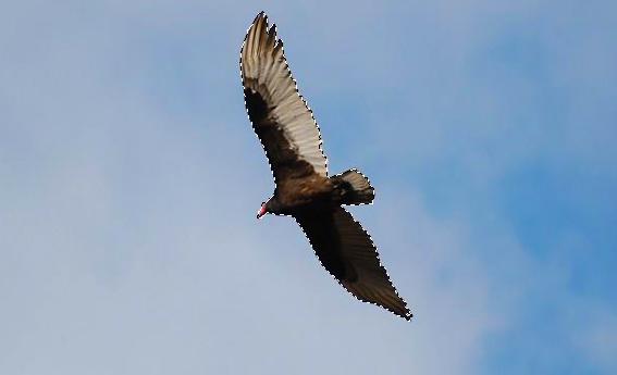 ps各种蒙版使用教程,ps入门学习如何使用蒙版