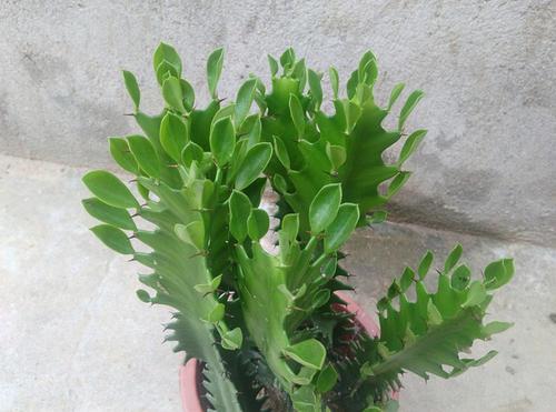 阳台客厅养花能用石硫合剂吗,家里养花放在客厅西面阳台好吗