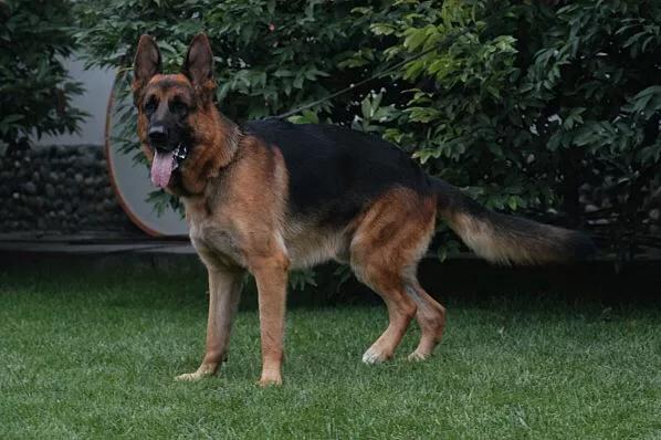 5大饲养禁忌,养犬的100个常见问题