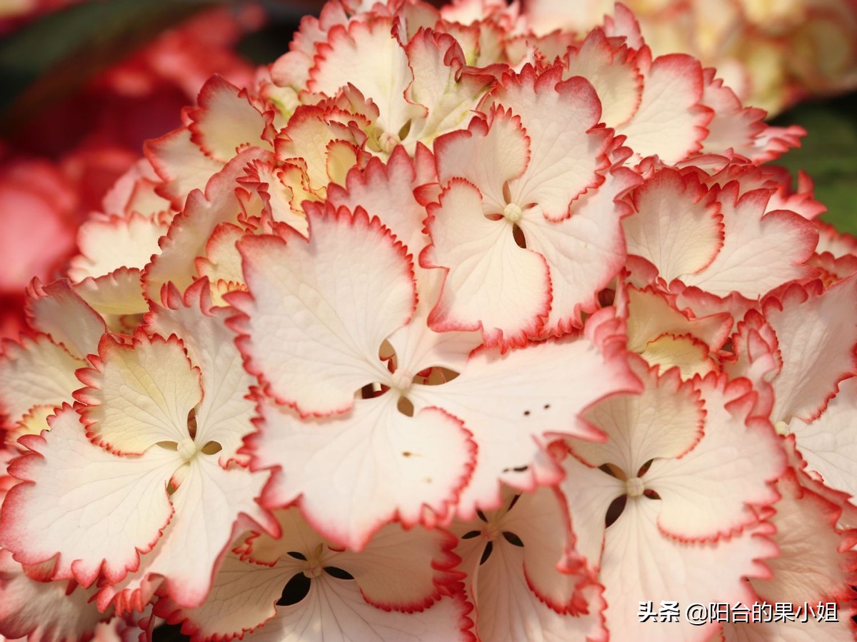 一年四季开花的绣球名字,6个颜色的绣球一起种