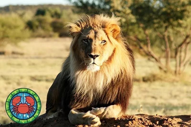 十二星座运势野兽,如何知道自己星座最适合的动物