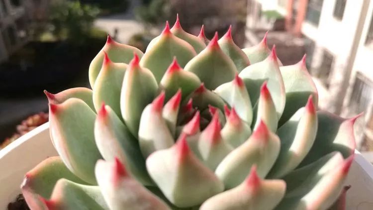 冬日暖阳邂逅最美的多肉,冬日暖阳和多肉暖了我的心