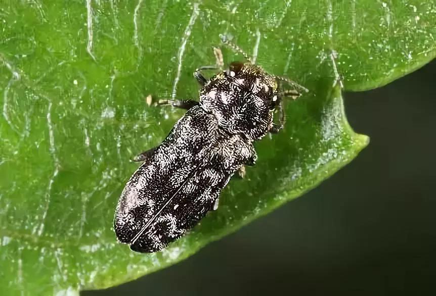 柑橘12月有什么病害虫害,柑橘全年病害虫害最新防治方法