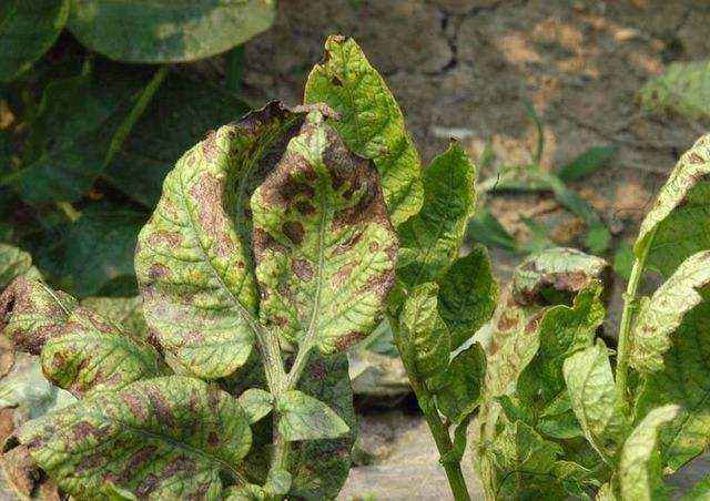 马铃薯病害图片及防治,马铃薯大田发病怎么防治