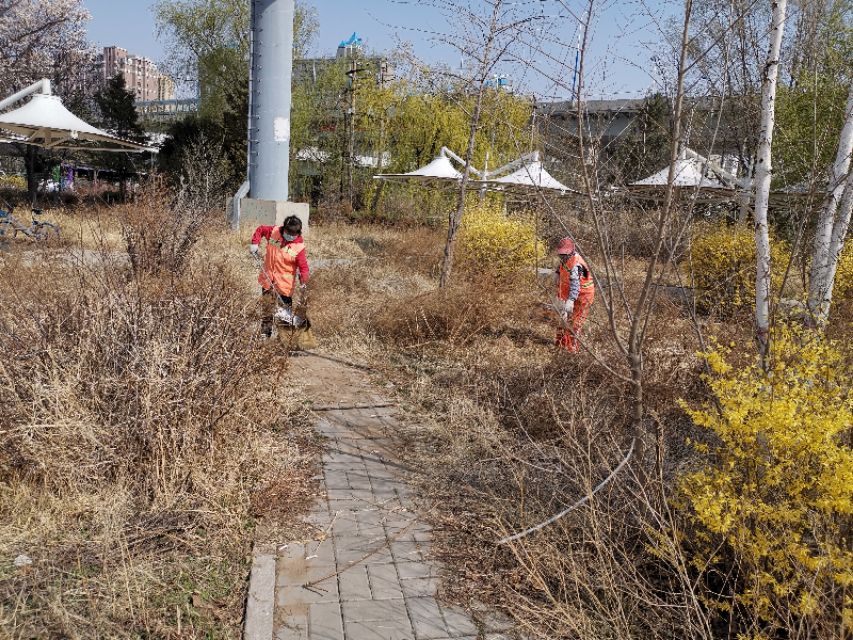 “城市黄玫瑰绽放新英姿”