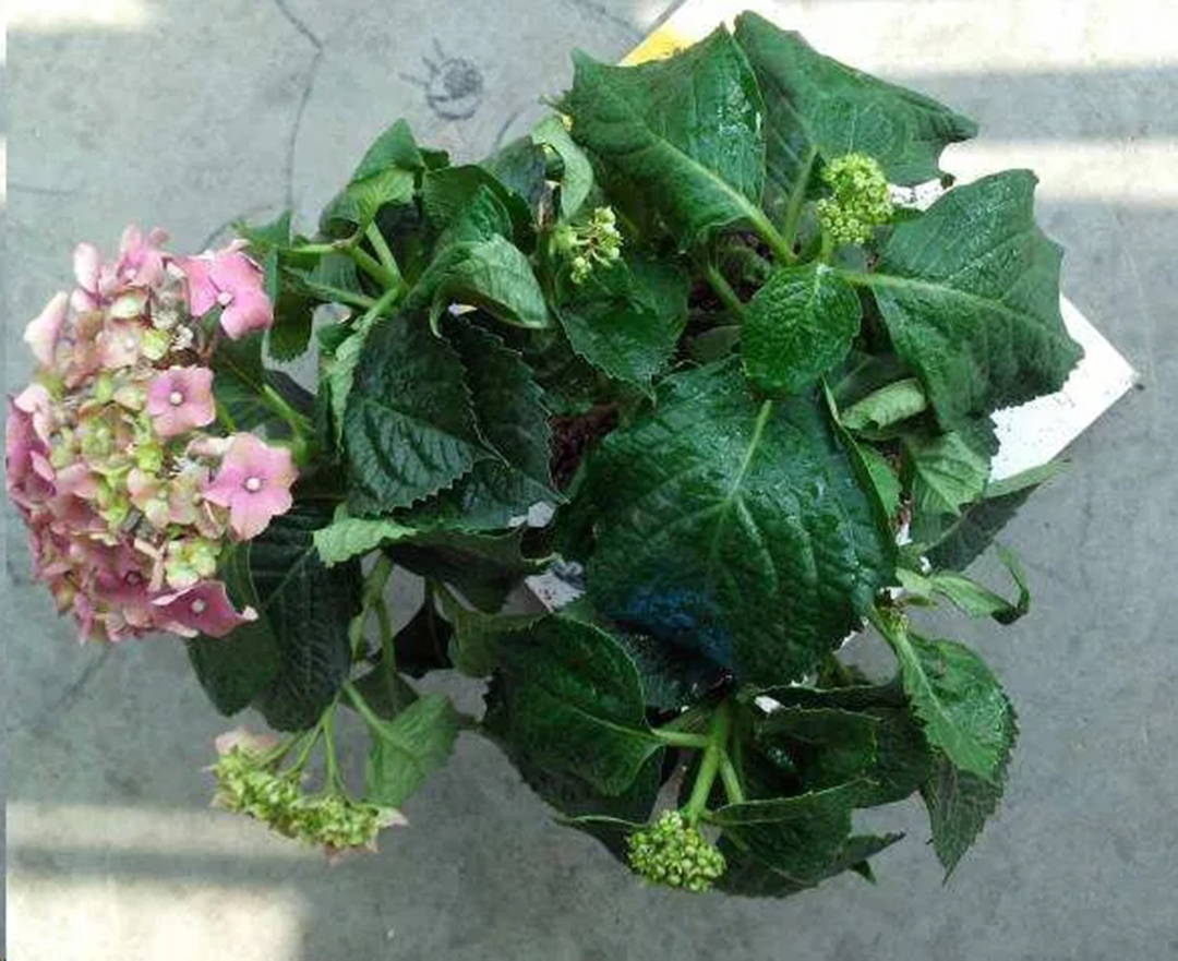 绣球盆土还湿为什么花却蔫了,绣球闷根护心土少了还能活吗