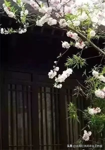 鱼树栽屋前好还是屋后好,阳宅不宜栽什么树