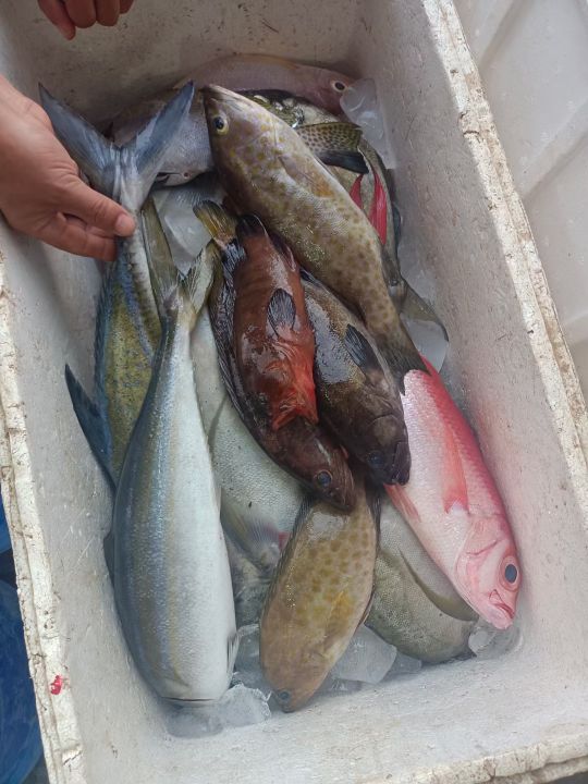 青山集团印尼纬达贝工业园区,青山集团印尼工业园区