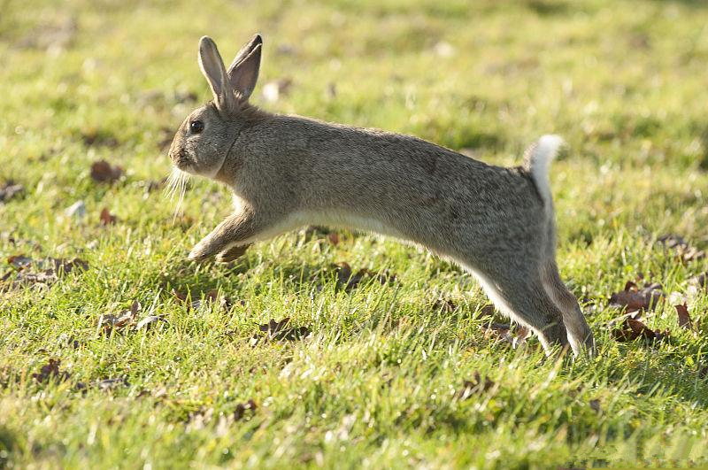 养兔技术｜肉兔配种的关键技术