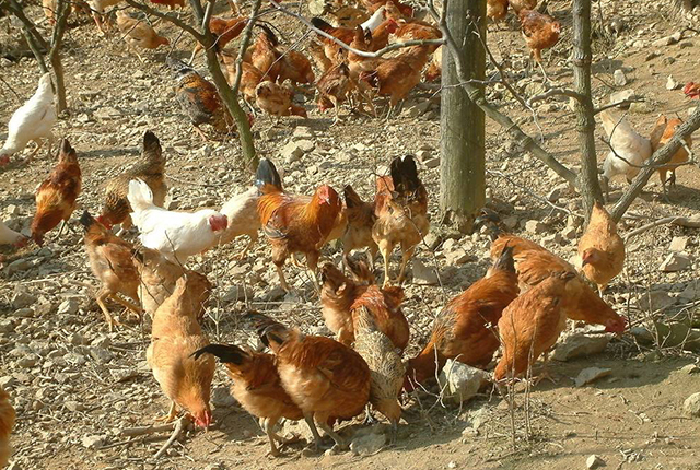 2万只土鸡一年利润多少,土鸡是怎样卖到1-2百块钱的
