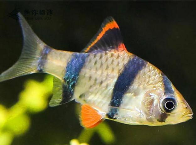 虎皮鱼吃什么饲料最好,虎皮鱼幼崽能吃些什么