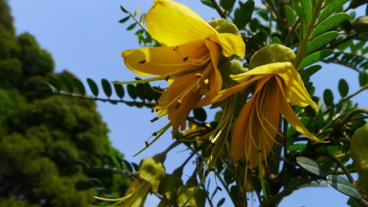 盘点世界各国国花你最喜欢哪种,盘点各国国花