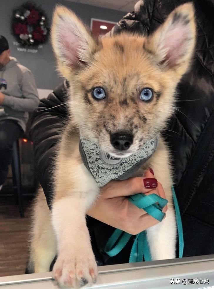 串串狗到底是什么品种的狗狗,什么品种的串串狗最可爱