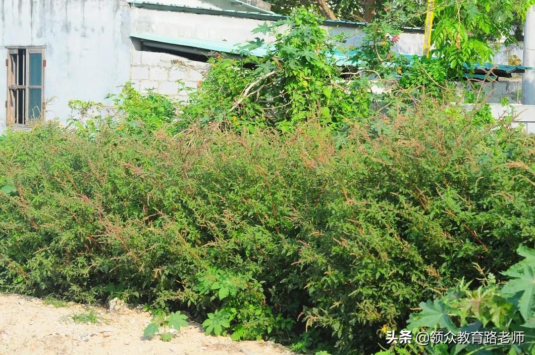 为了写文章我吃了霉苋菜梗，打算申请个工伤