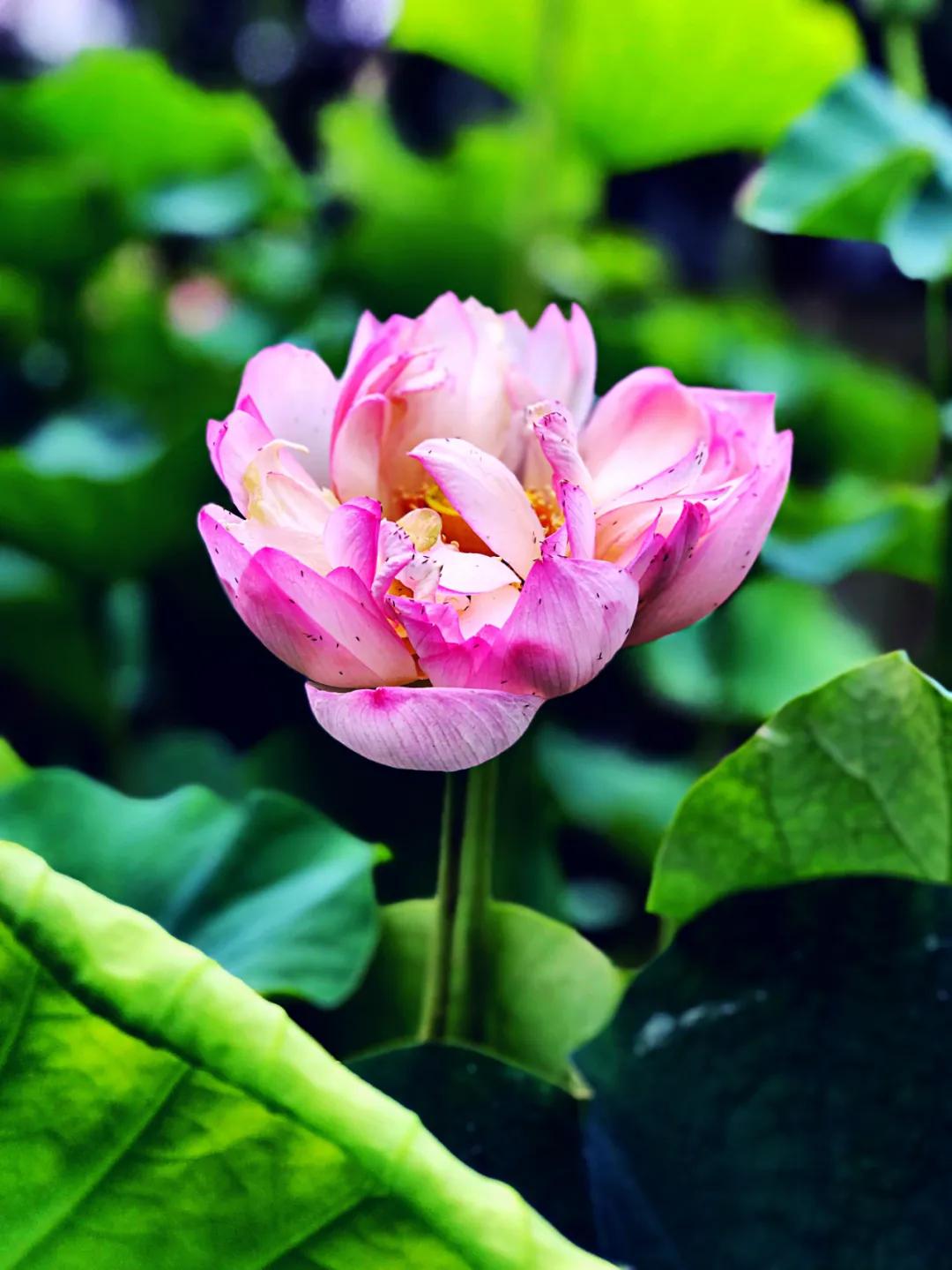 夏季最美荷花在哪里,山东最漂亮的荷花