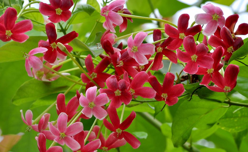 哪种爬墙花最香最好看又好养活,爬墙系列花