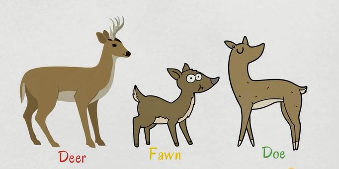 关于动物的英语单词100个带图片,英语常用词汇整理