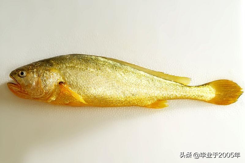 辽宁常见的鱼有哪些,辽宁沿海常见鱼