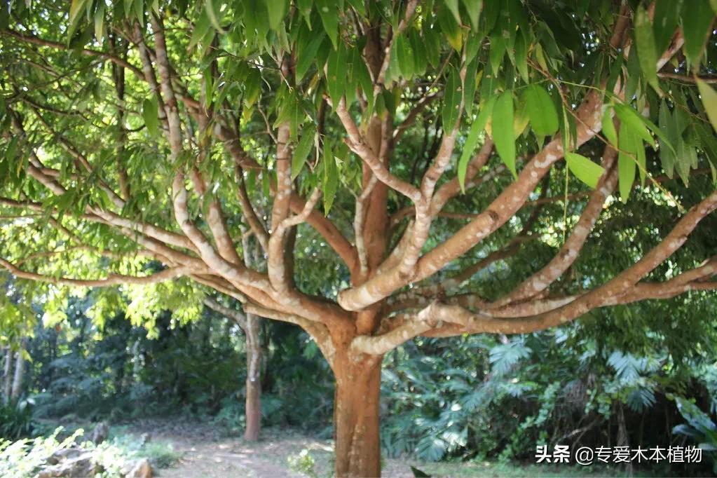 四大名木三大贡木,铁力木和明清铁力木