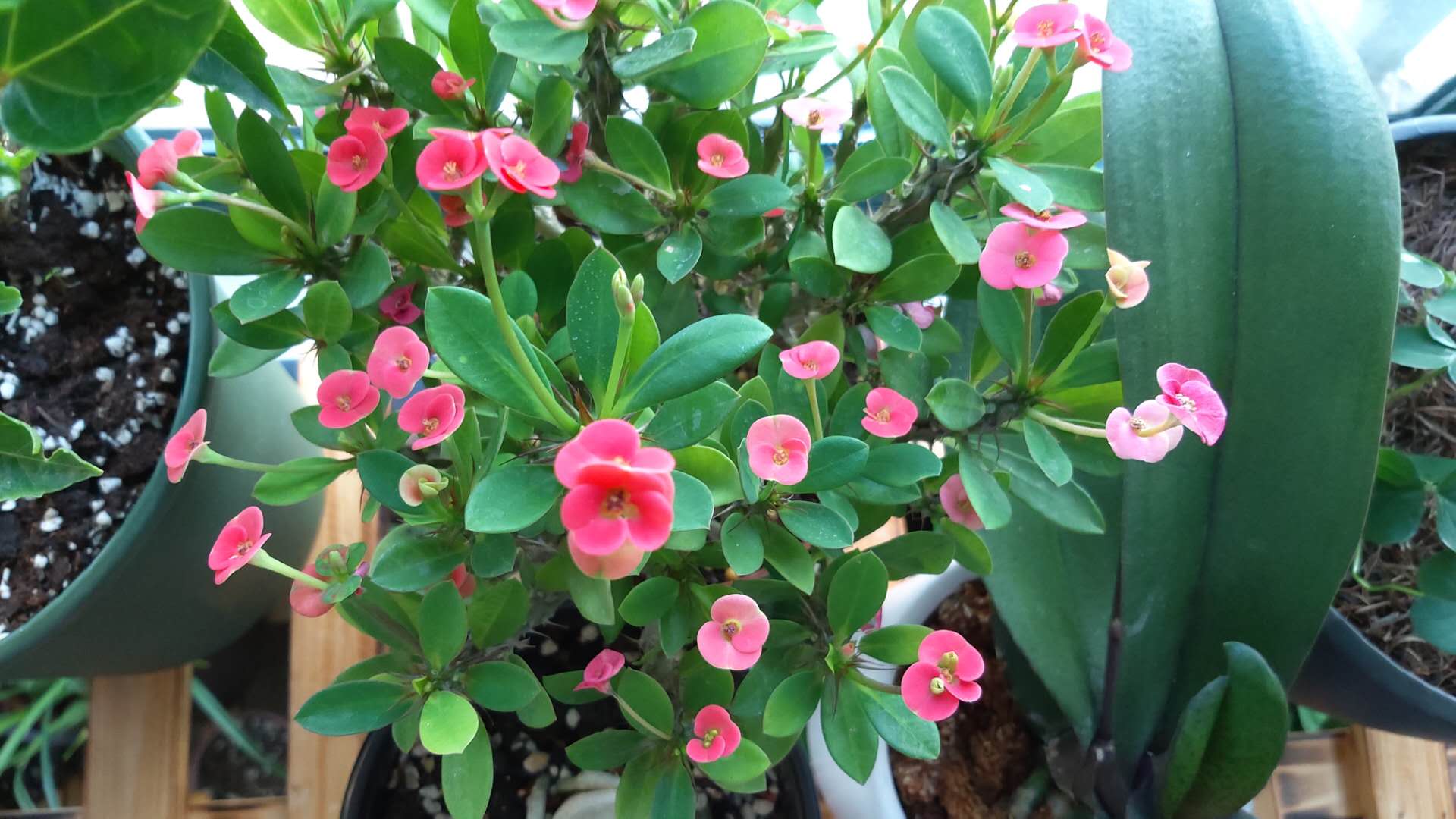 养花怎么判断光照够不够,养花如何判断土壤肥沃