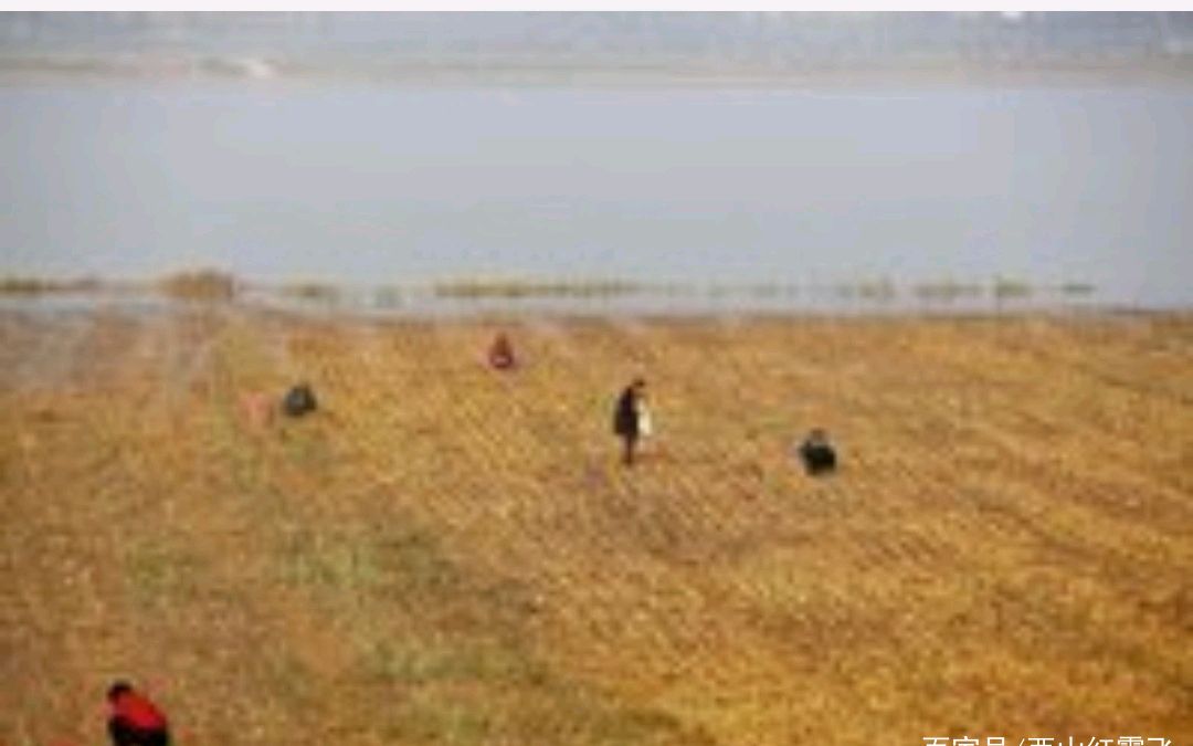 也忆＂拾豆”往事