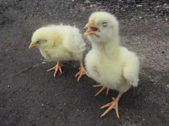 治呼吸道的特效药,呼吸道疾病特效药方